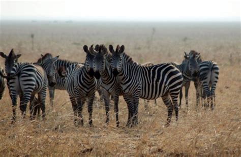 The Mystery Of Why Zebras Have Stripes Has Finally Been Solved.